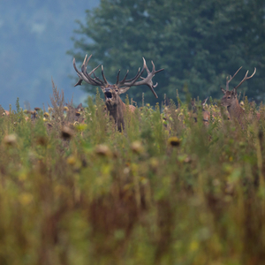 red-deer-nature-habitat-deer-rut_2722_2722.jpg